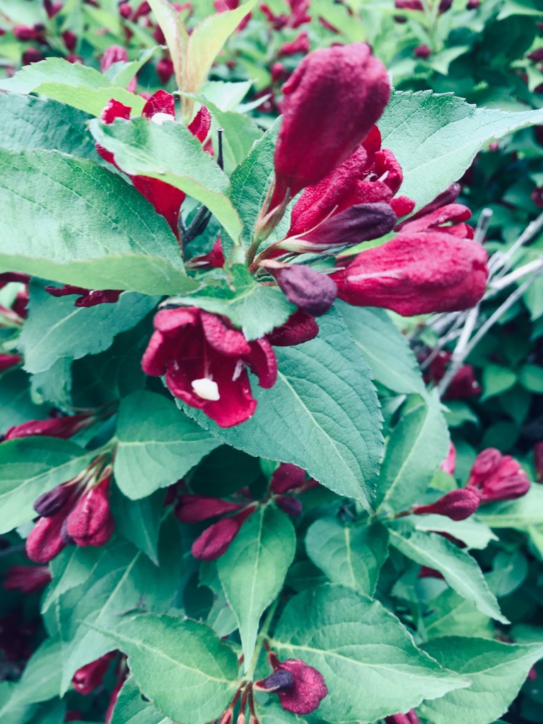 Wine-colored weigelia blooming in the summer at Gardens at Effingham photo