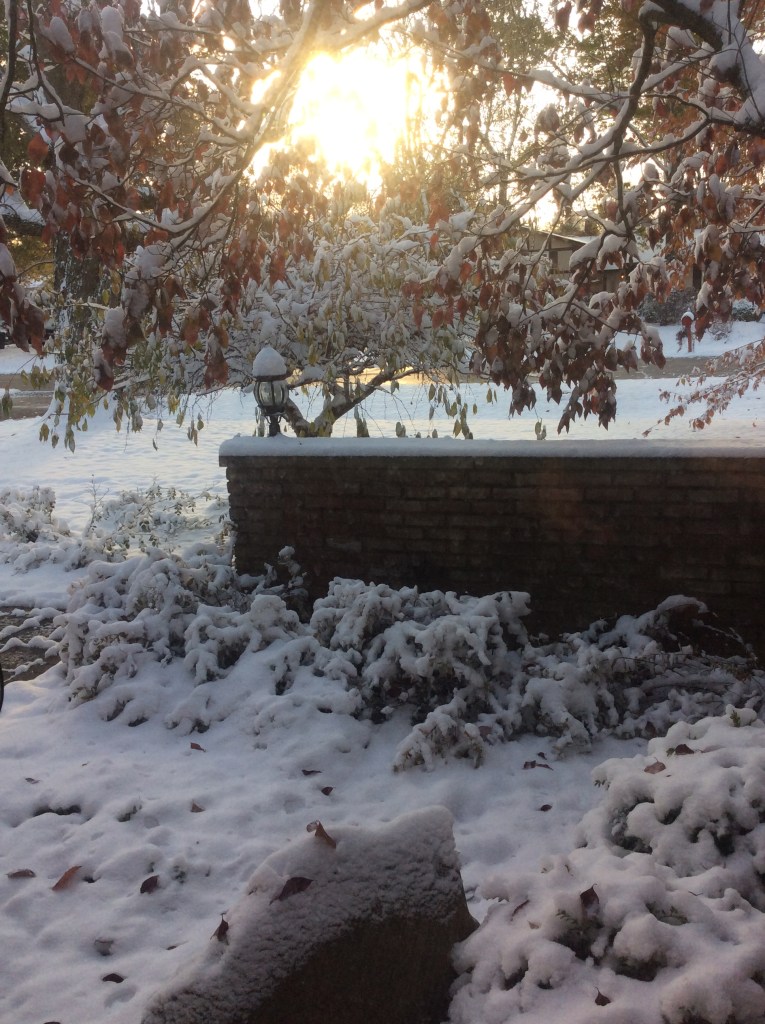 Beautiful photo of winter snow in the midwest at Gardens at Effingham with sunshine streaming through a snowy weeping cherry tree