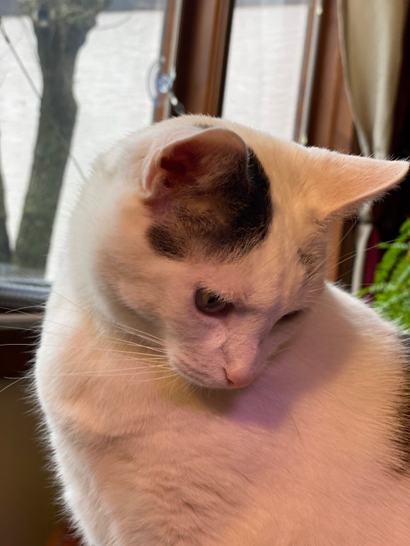 Photo close up of Most Beloved, the small, white, indoor cat who writes the stories at Gardens at Effingham: Musings from the Cat