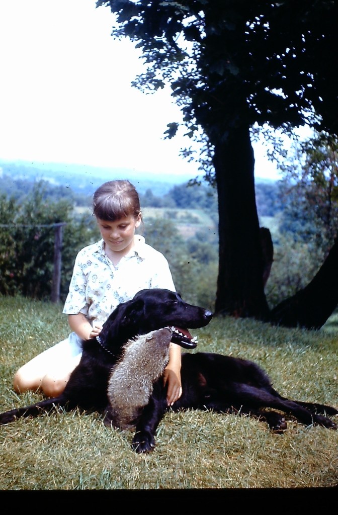 Photograph of 11-year-old girl sitting on the ground with an orchard in the background. Girl is petting a black Labrador retriever who is lying on the grass beside her, and a pet groundhog named Dusty is pulling on the dog's jaw. The dog and groundhog are friends. 