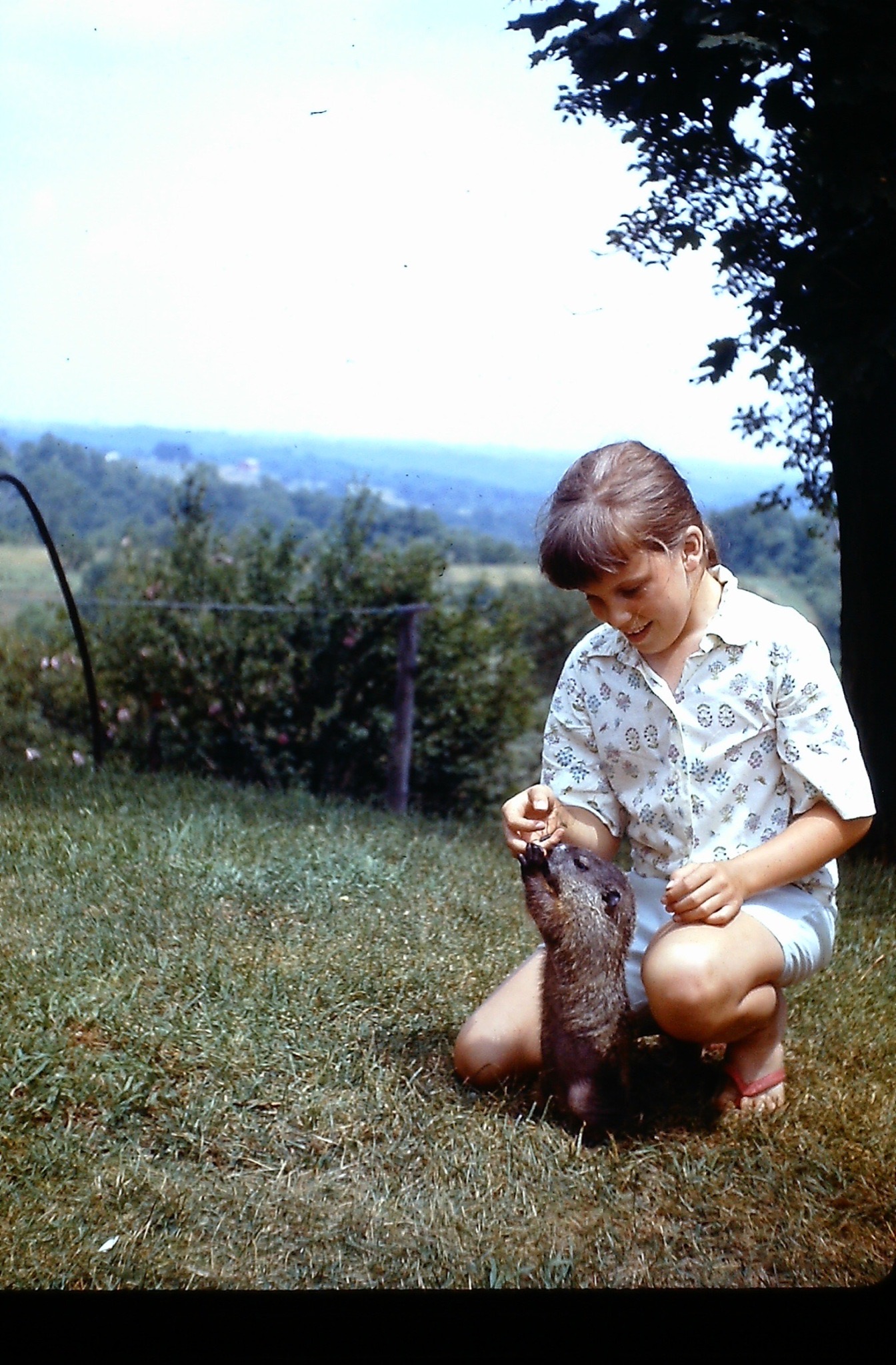 Photograph of an 11-year-old girl kneeling on the ground holding her right arm out to feed Dusty the pet groundhog. Dusty is stretched tall to his full height and girl is smiling. Orchard and rolling hills are in the background. 
