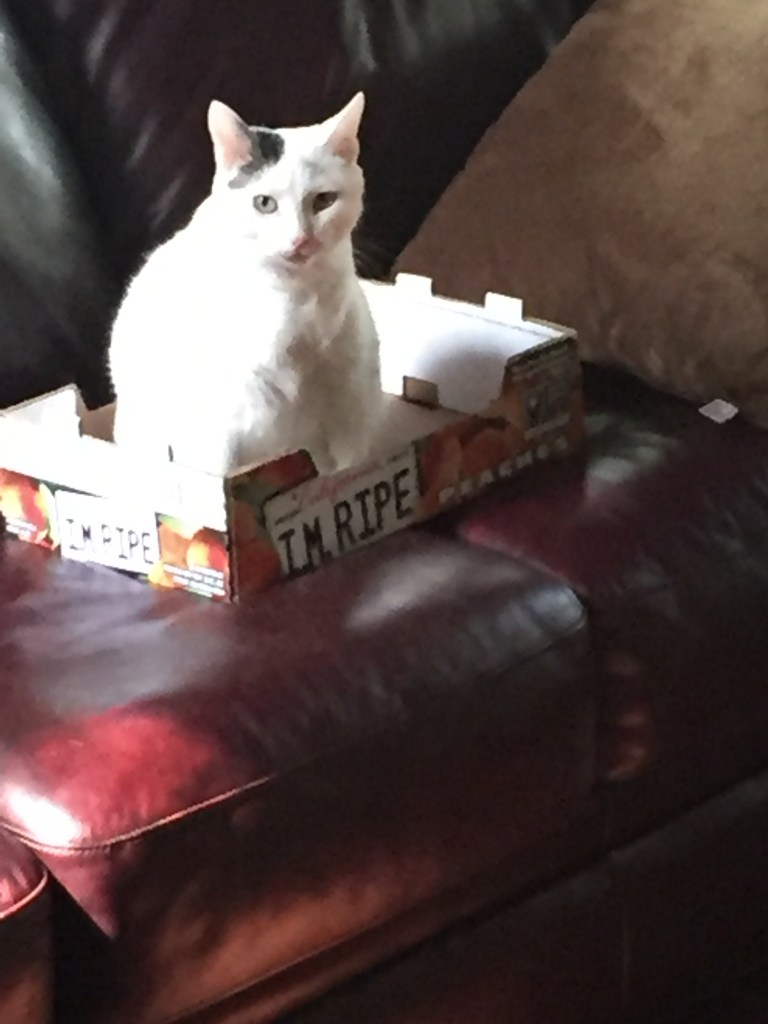 Most Beloved Cat, a small, white cat with a dark patch above her left ear, is sitting inside an empty box that says "I. M. Ripe" because the box was at one time filled with ripe peaches. Gardens at Effingham where cats write the tales