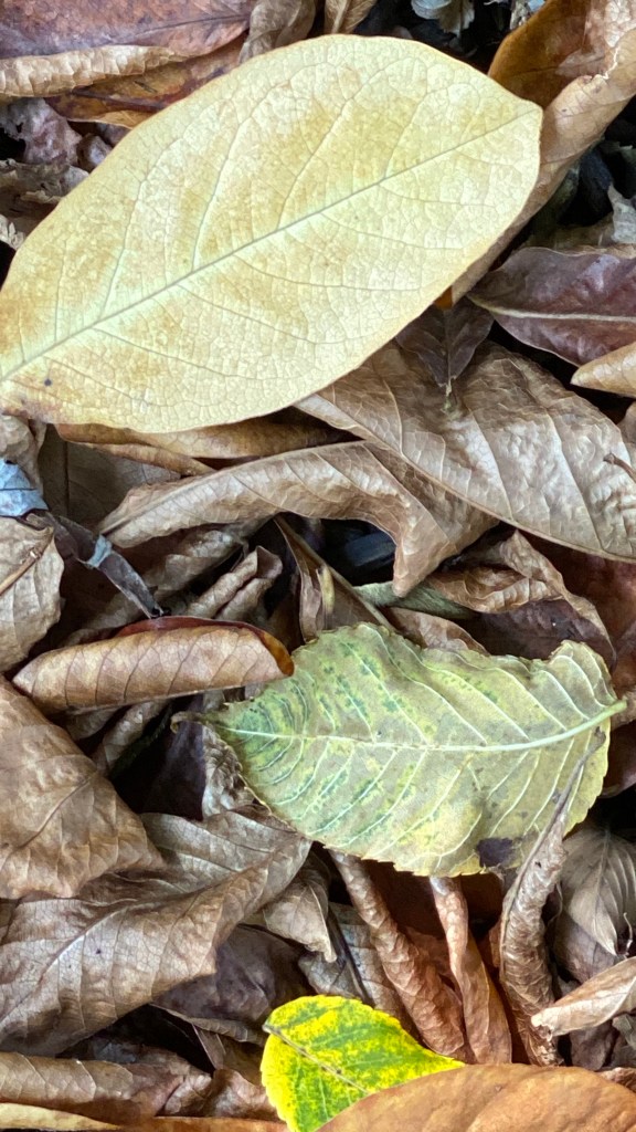 Scattered Brown and Yellow Leaves on the ground  in Fall