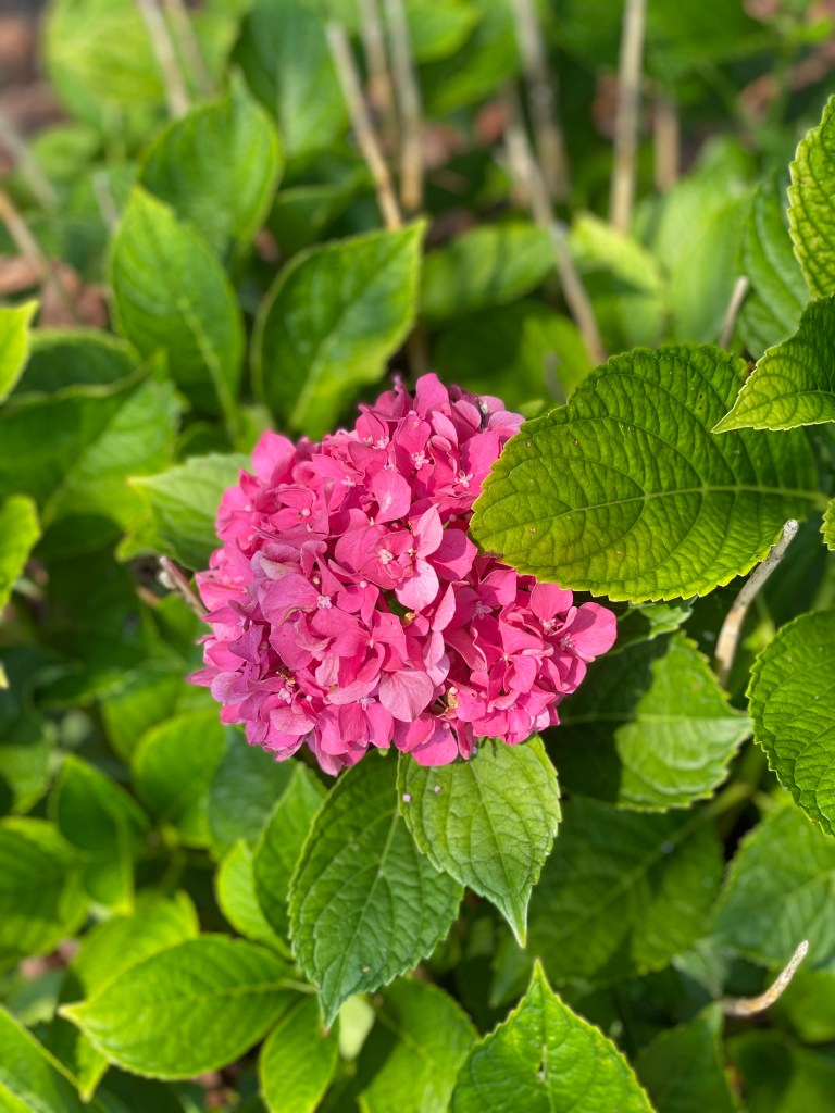 Pink Hydrangea Bloom close up photo