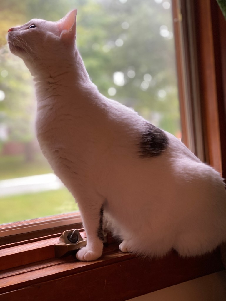 Most Beloved Cat Stares Intently Out the WIndow