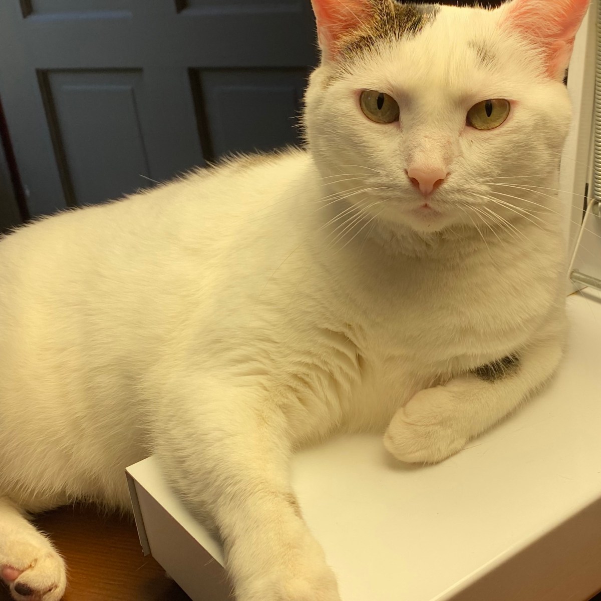 “Okay,Who Gave the Cat a&nbsp;Pen?”