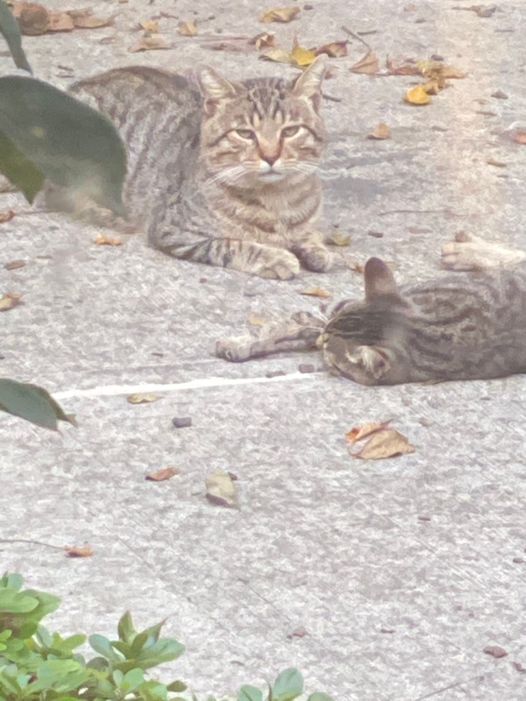 Photo of 2 Tabby Cats: Daddy Cat and Double-Dippped Cat