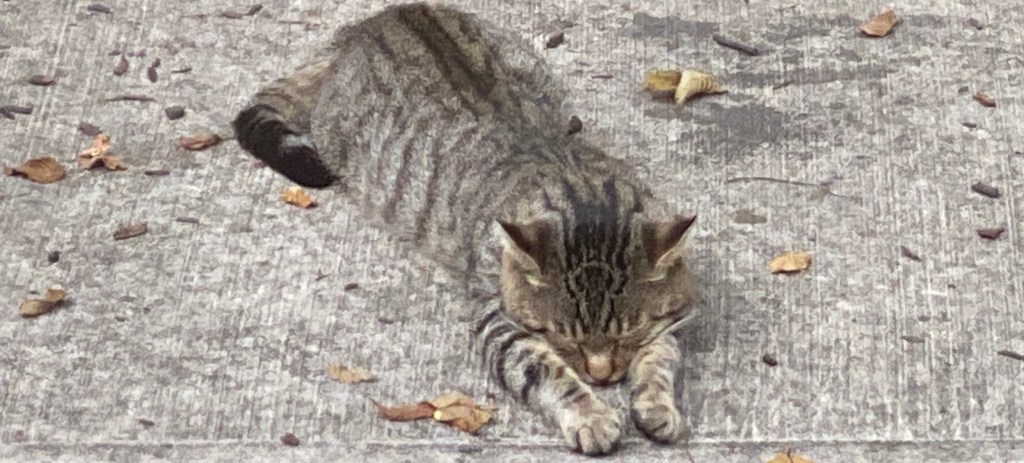 Photograph of Daddy Cat Sleeping on