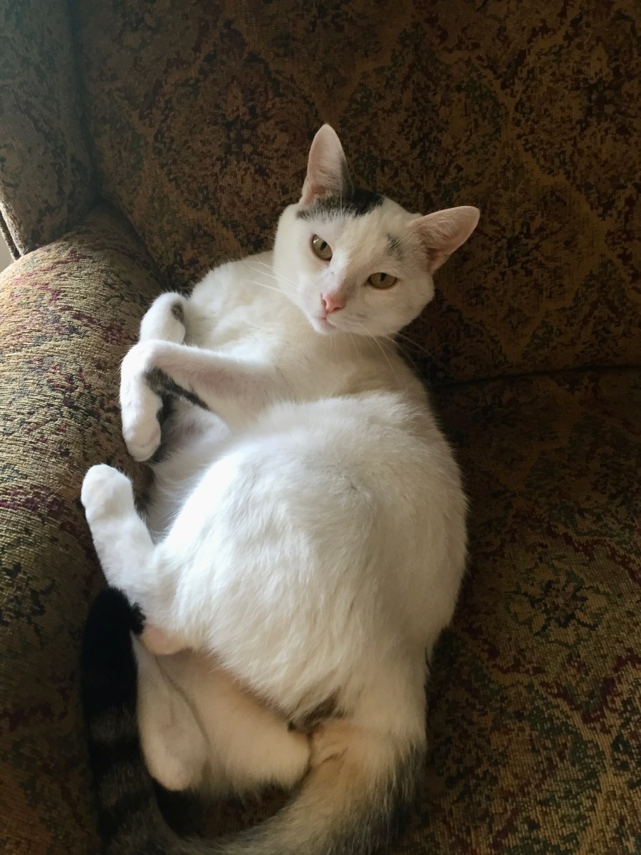 Meet “Most Beloved” Cat: Her Backstory Writes the&nbsp;Tales