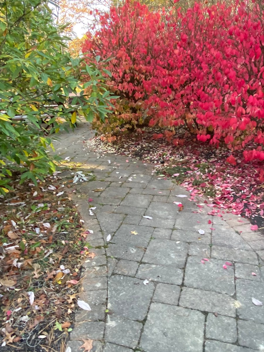 Seasonal Snapshots from the&nbsp;Gardens