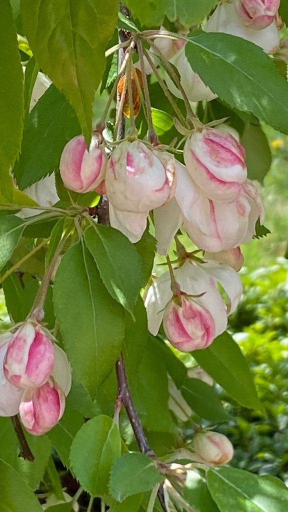 Pink and white weeping cherry blossoms in spring, Gardens at Effingham