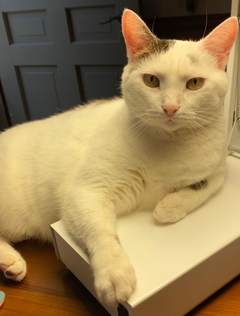 Meet Most Beloved Cat, Gardens at Effingham. Close up photograph of Small white cat resting her shoulder on a desk lamp.