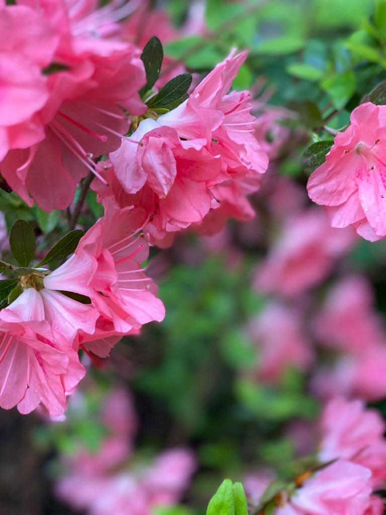 Quote from Most Beloved Cat: "And when time tells all, it shall be this: that I loved and was loved; that I gave and lost all; and that in being lost, found here the grace of peace in gardens far more beautiful than any heaven I could but imagine." Gardens at Effingham