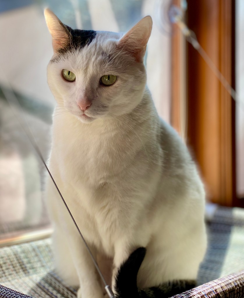 Most Beloved, a small white cat photographed at Gardens at Effingham. Most Beloved is sitting in a cat window hammock in the sunshine