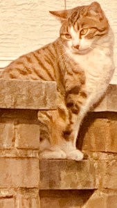 Calico Cat sitting on brick wall, Cali Cat from Garden at Effingham