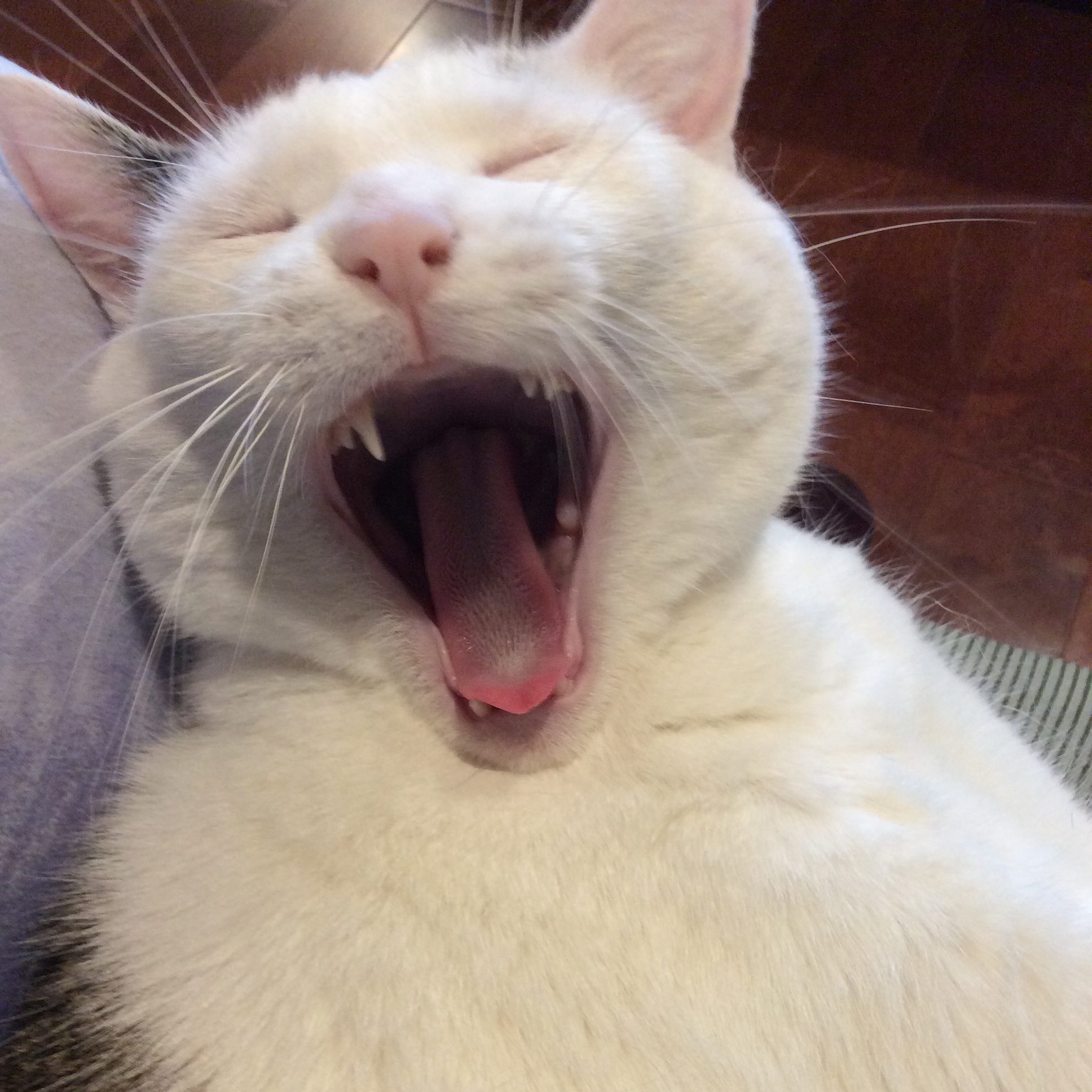 Most Beloved Cat Caught in a Big Yawn Close Up. Most Beloved Cat is missing one front fang tooth.