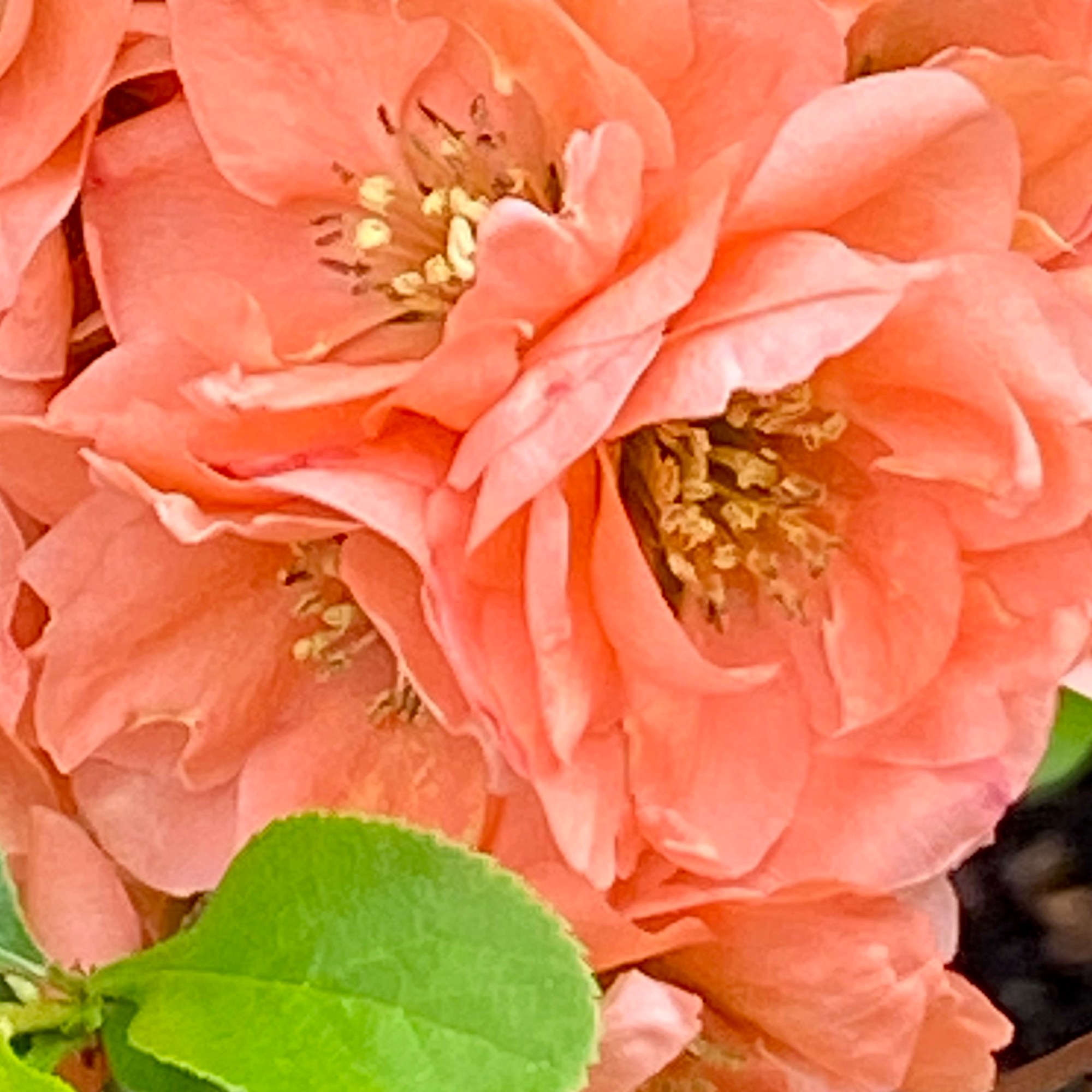 Peach-colored flowering quince close up