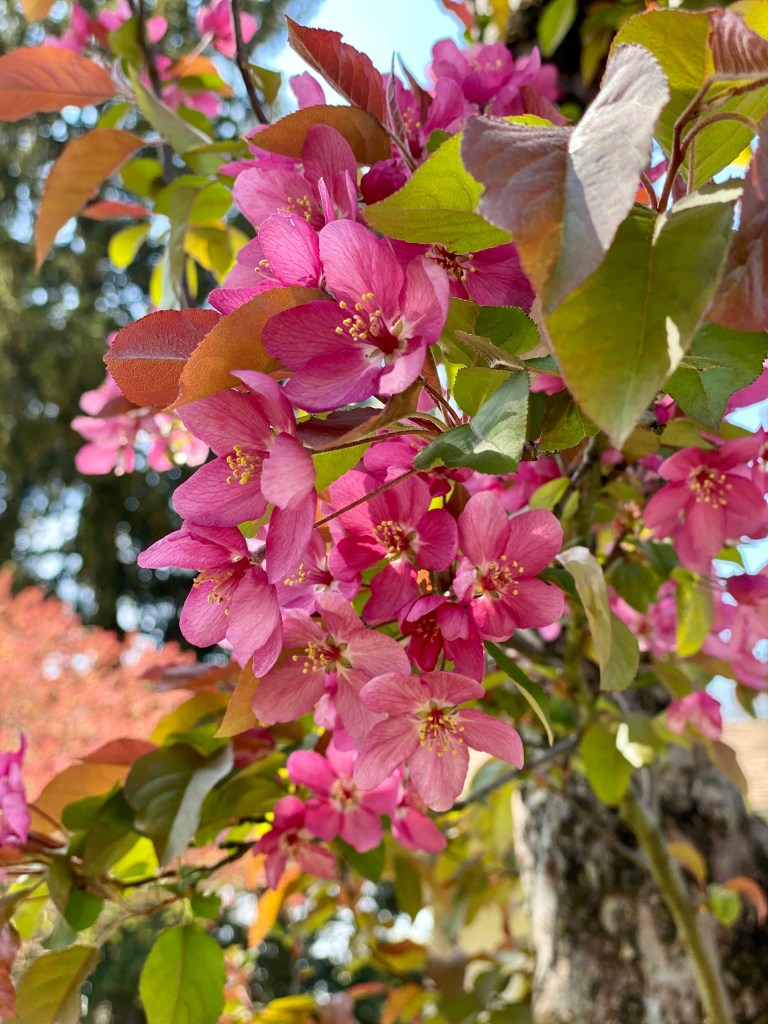 Gorgeous pink blossoms on crabapple tree, Gardens at Effingham
