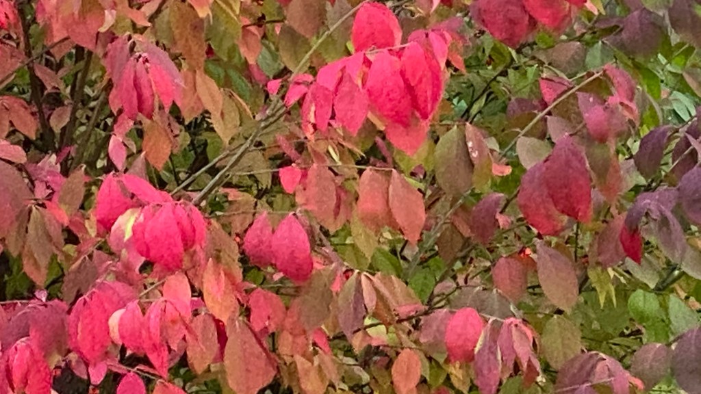 Burning Bush Changing Colors from Green to Red Leaves photographed in fall at Gardens at Effingham