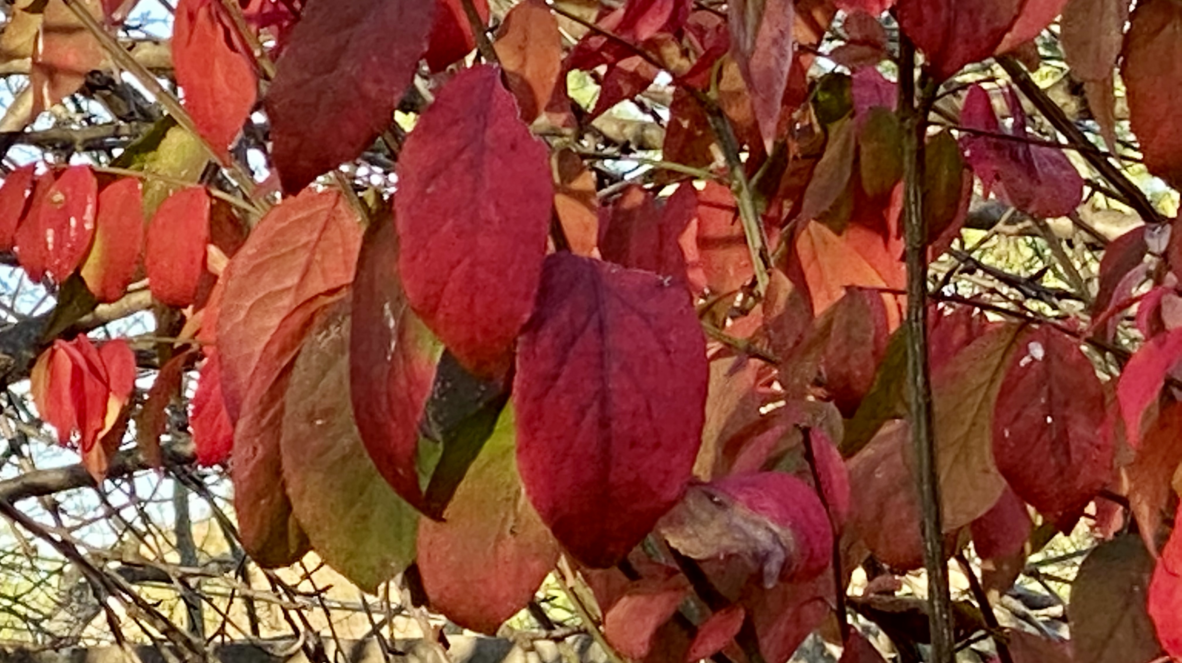Red and Yellow Leaves of a Burning Bush in Fall, Gardens at Effingham