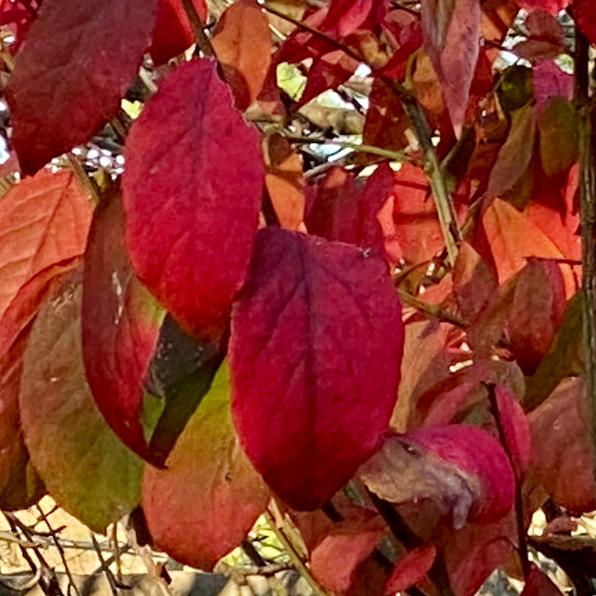 Red and Yellow Leaves of a Burning Bush in Fall, Gardens at Effingham