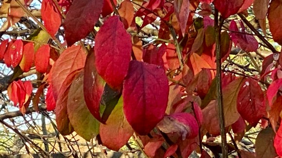 Red and Yellow Leaves of a Burning Bush in Fall, Gardens at Effingham