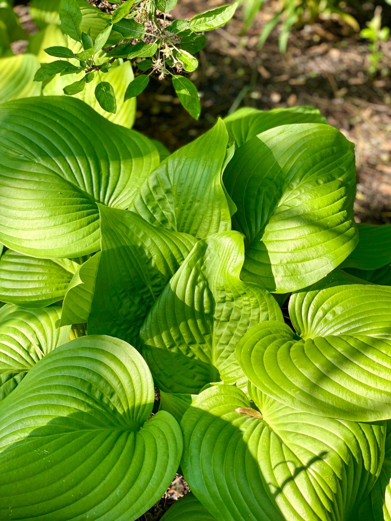 Golden and green leaves of sun hosts photographed at Gardens at Effingham