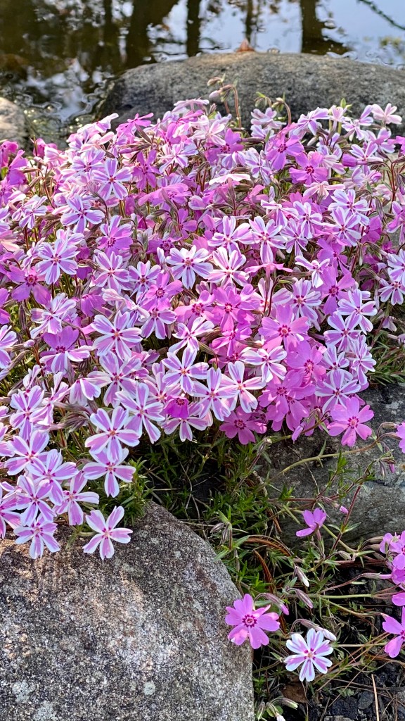 Pink and white striped phlox plus dark pink phlox photographed near water pond at Gardens at Effingham