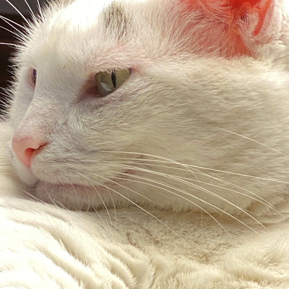 The Cat Writes a Poem-A Cat Tale for&nbsp;Spring