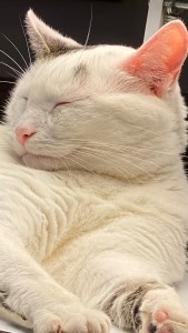 Most Beloved is the only indoor cat. She knows this.