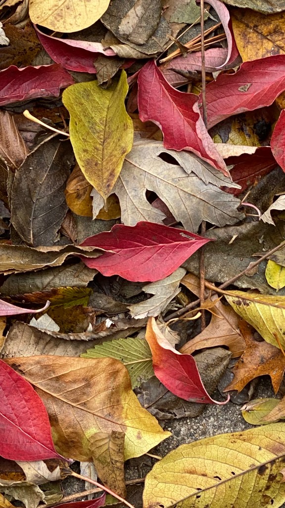 Red, yellow, and brown leaves in the fall photographed at Gardens at Effingham
