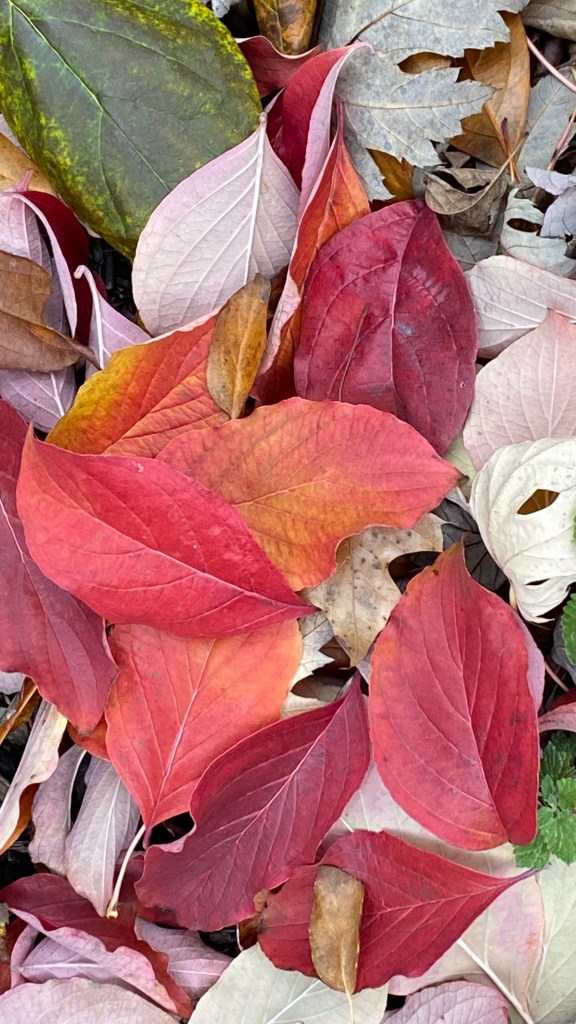 Red, orange, and yellow colored leaves photographed at Gardens at Effingham in autumn