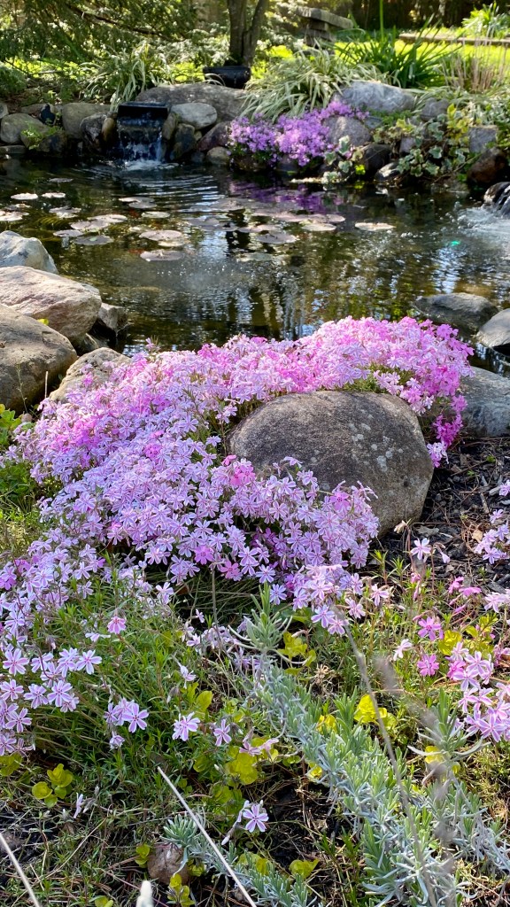 Pink, Dark Pink, and Purple Phlox around a water pond photographed at Gardens at Effingham