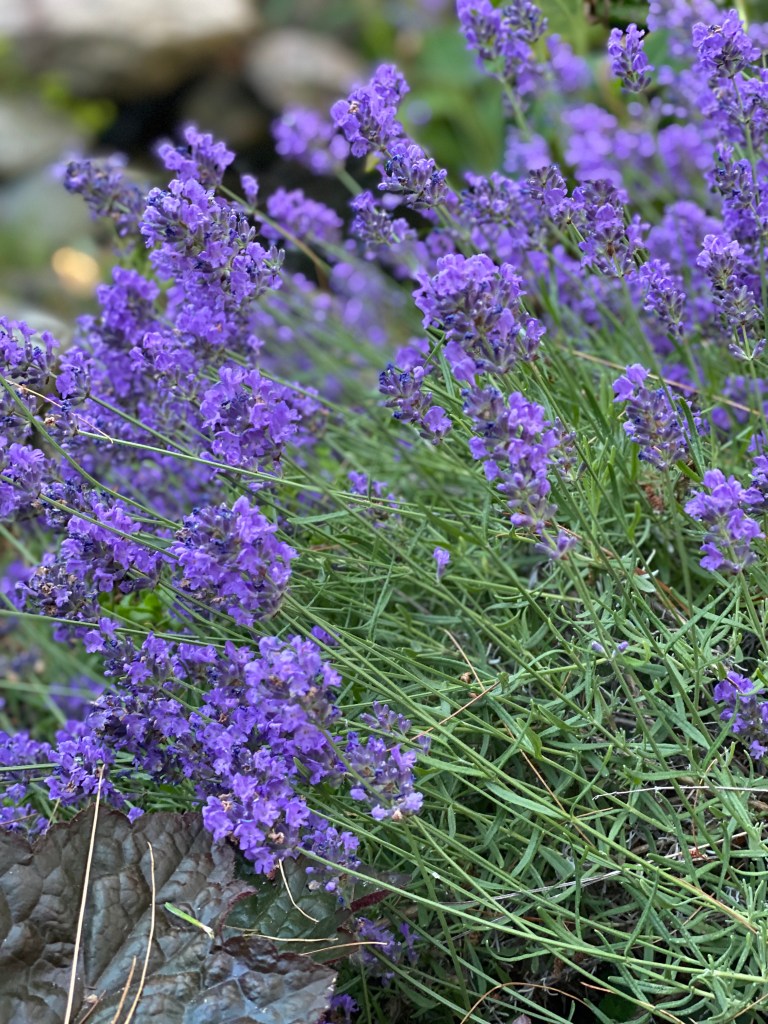 Vibrant purple lavender close up photographed in a cluster near water pond at Gardens at Effingham