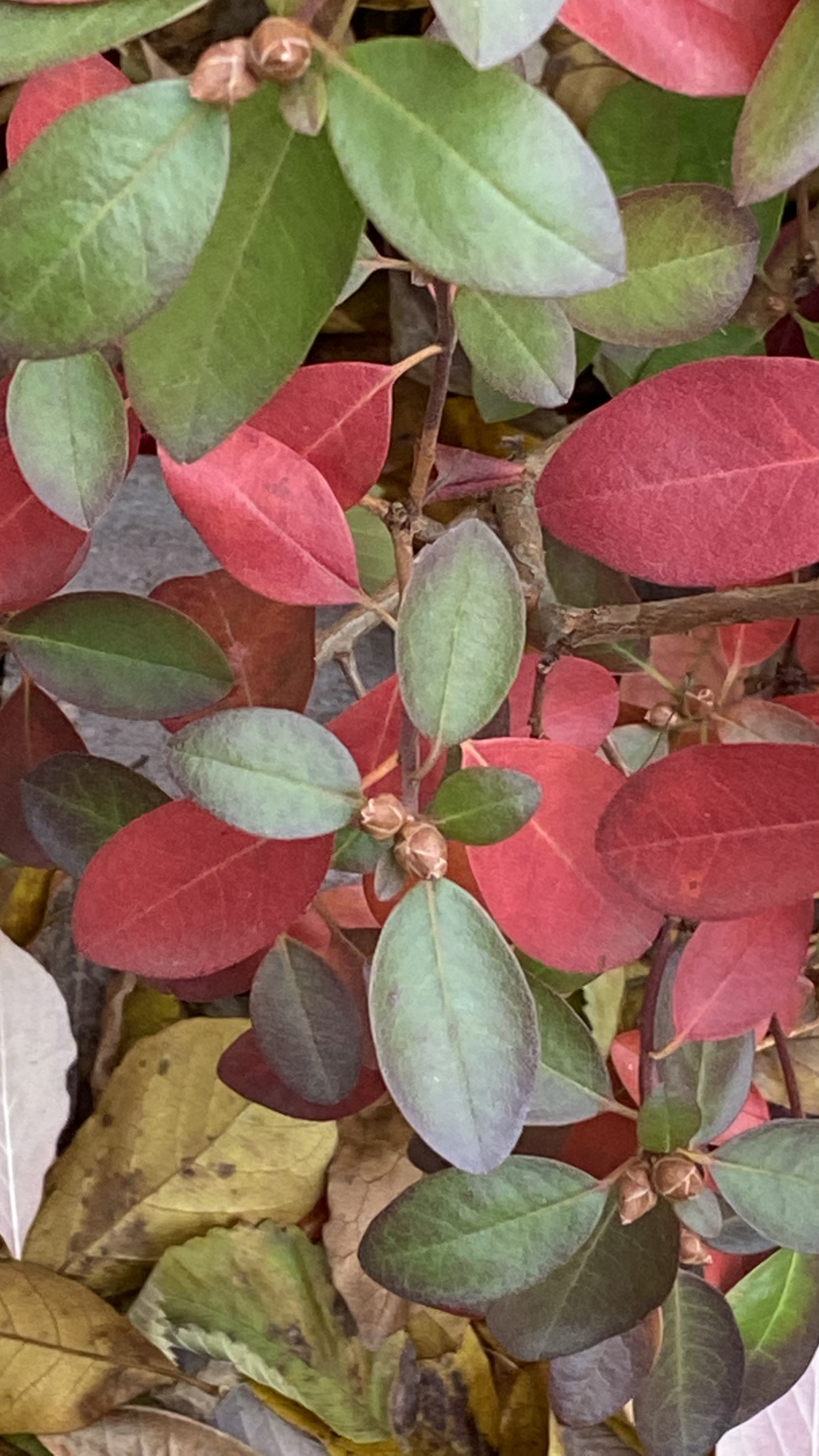 Red and Green Leaves of a Rhododendron in late fall in the midwest. 