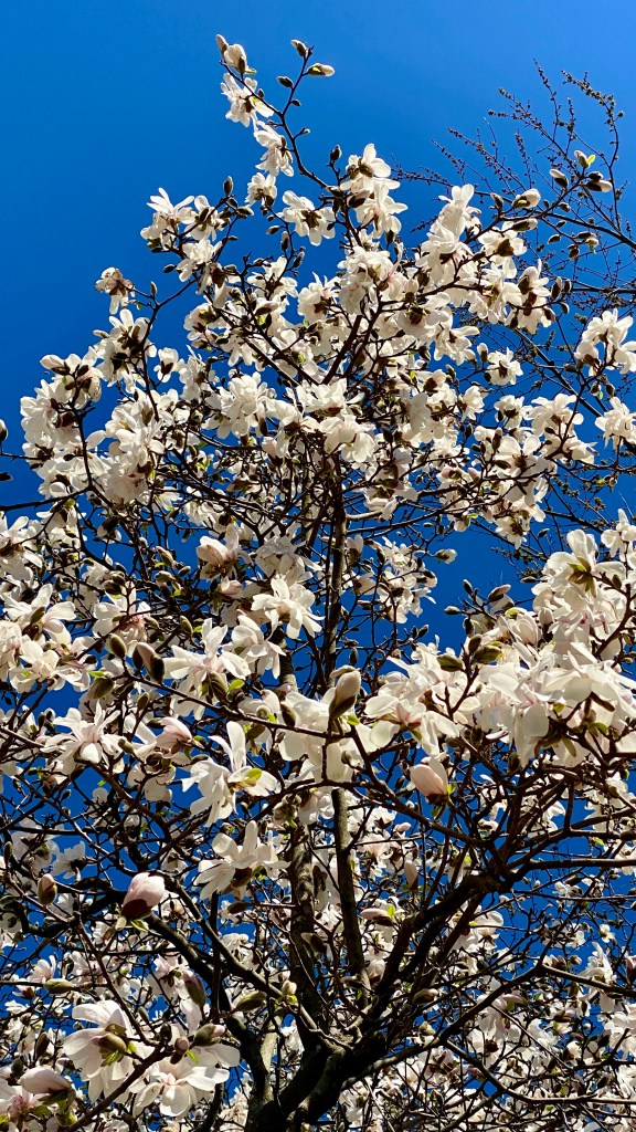 White and Pink Dogwood Blossoms close up photographed against a bright vivid blue sky at Gardens at Effingham
