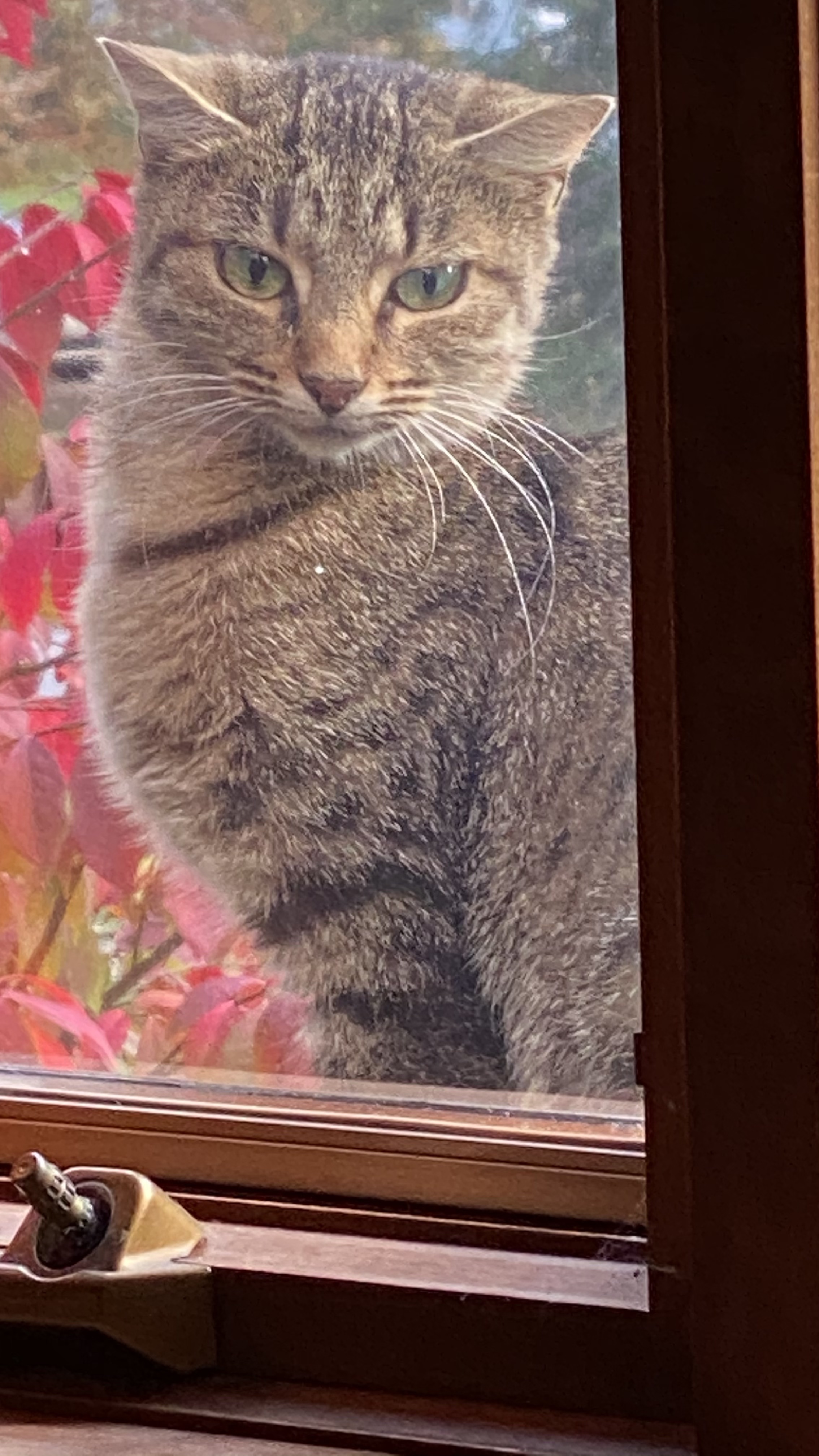 a striped young cat sitting on a windowsill outside staring inside