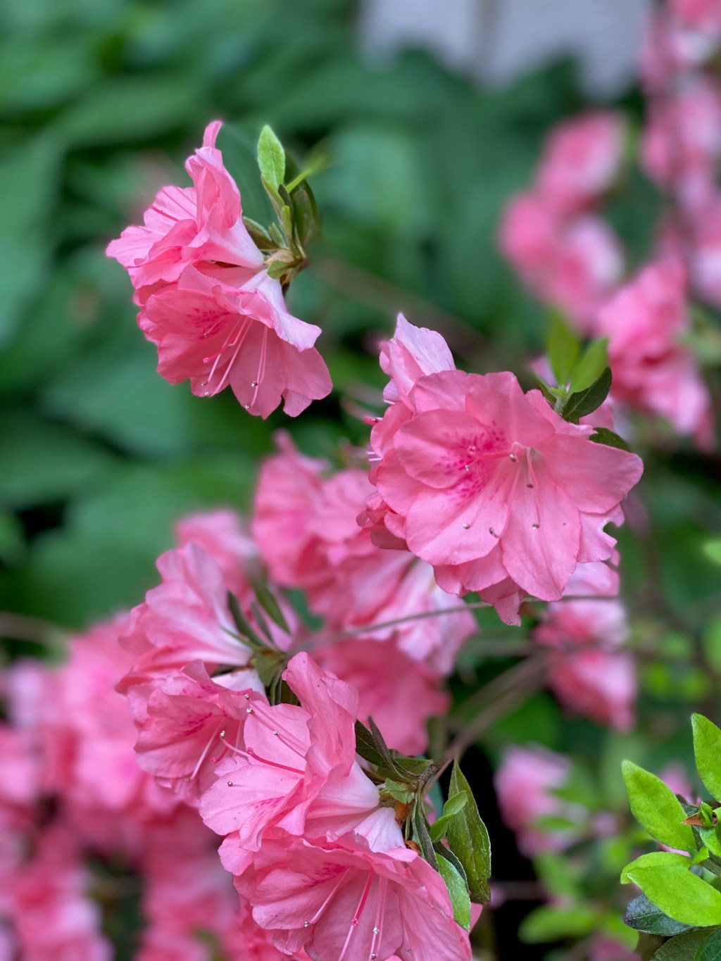 Celebrate the Seasons! Gorgeous Garden Photos by Most&nbsp;Beloved