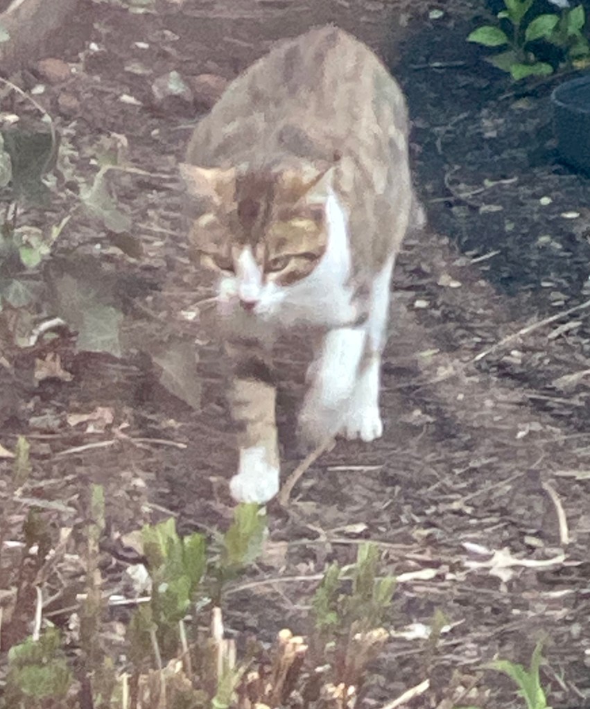 A photograph of a pregnant female, short-haired, mostly calico cat, tricolored with white, dark brown, and caramel markings. The cat is outside walking towards the camera and is captioned "Cali Cat." Gardens at Effingham