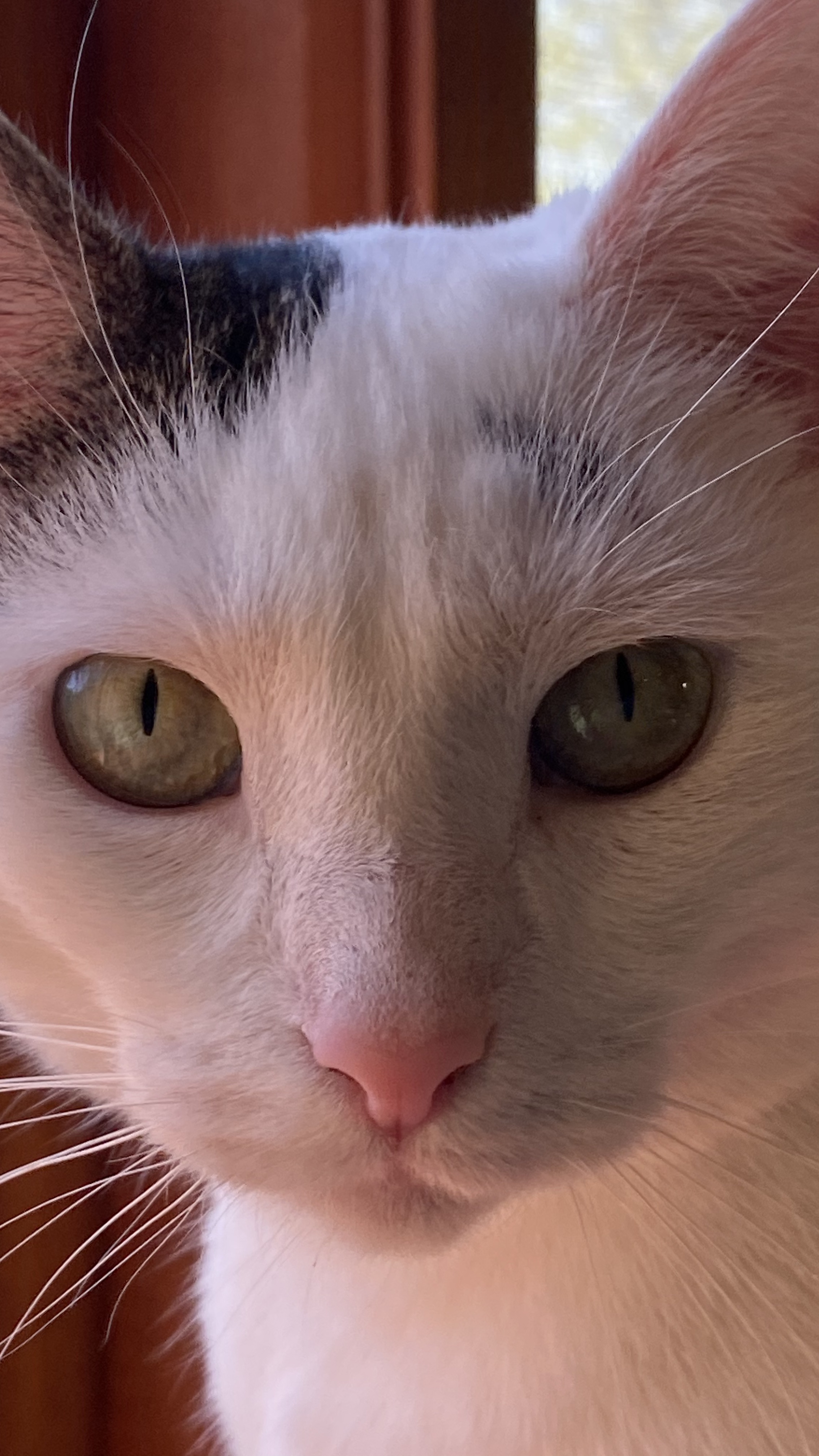 Close up photo of Most Beloved Cat at Gardens at Effingham