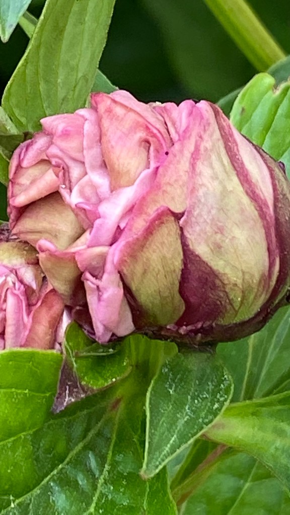 Pink Peony Blossom, Gardens at Effingham