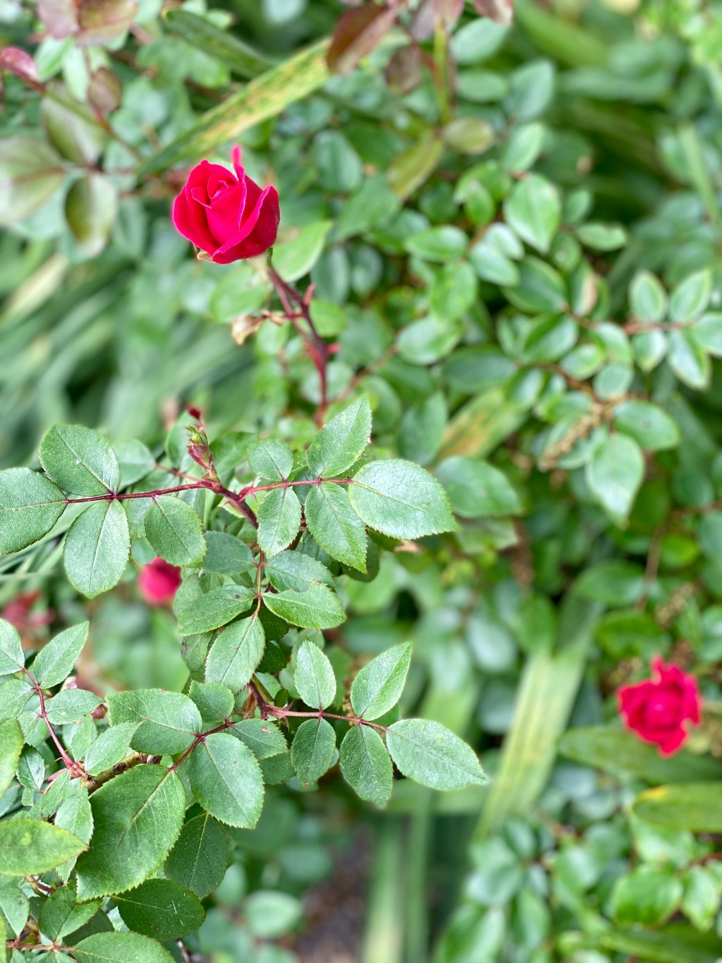 Most Beloved’s Wish List for Spring: “David Austin Roses-A Photo Gallery of English&nbsp;Roses”