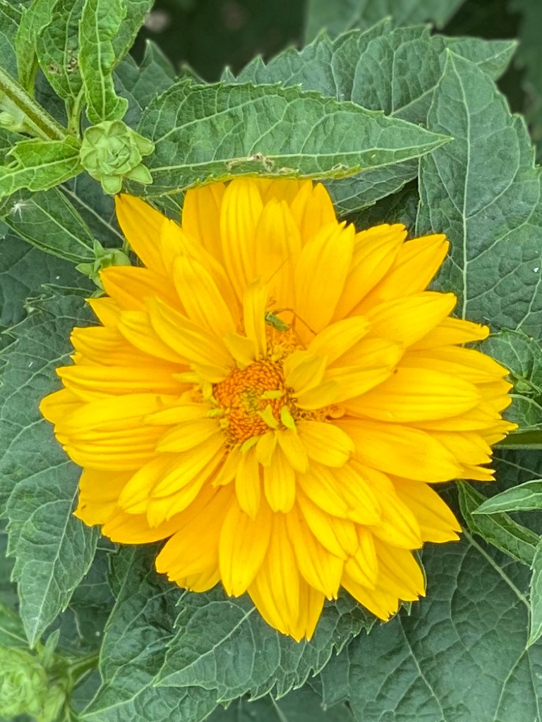 Close-up photograph of Bright, vivid yellow heliotrope with a small, green, winged insect partly hidden by one of the yellow flower petals.