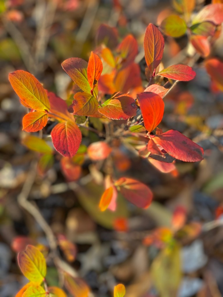 Red and Orange Dwarf Mounding Chokeberry in Fall in the Midwest, Gardens at Effingham