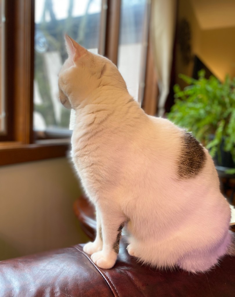 Most Beloved Cat is looking out the window in hopes of finding spring hiding behind all the drab and snow of March. Gardens at Effingham