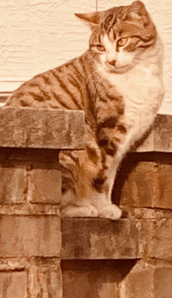 Photo of Cali Cat sitting on brick wall at Gardens at Effingham