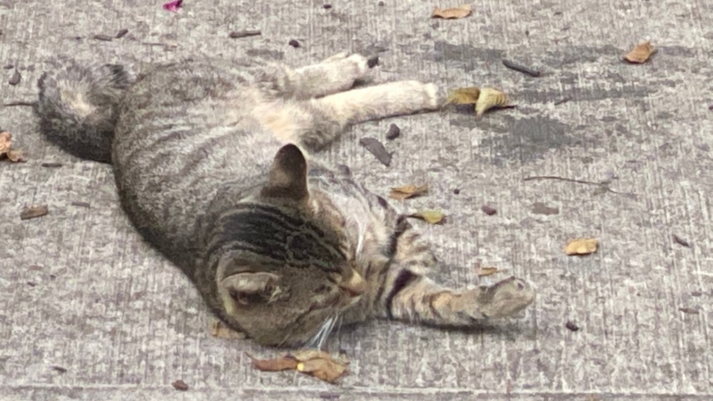 photograph of Daddy Cat in Fall