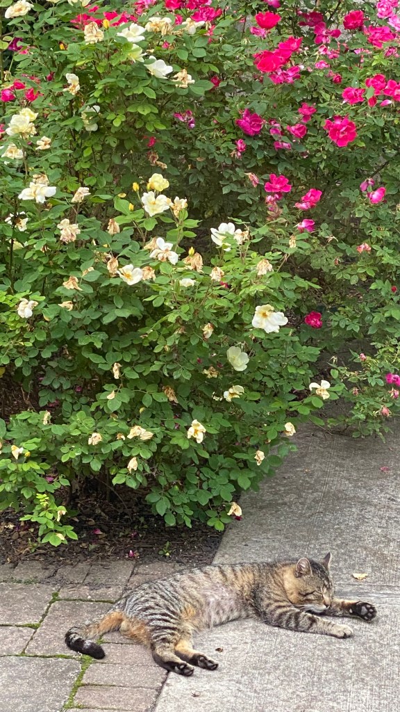 photograph of Daddy Cat, adult male tabby, napping on sun-warmed bricks in late afternoon