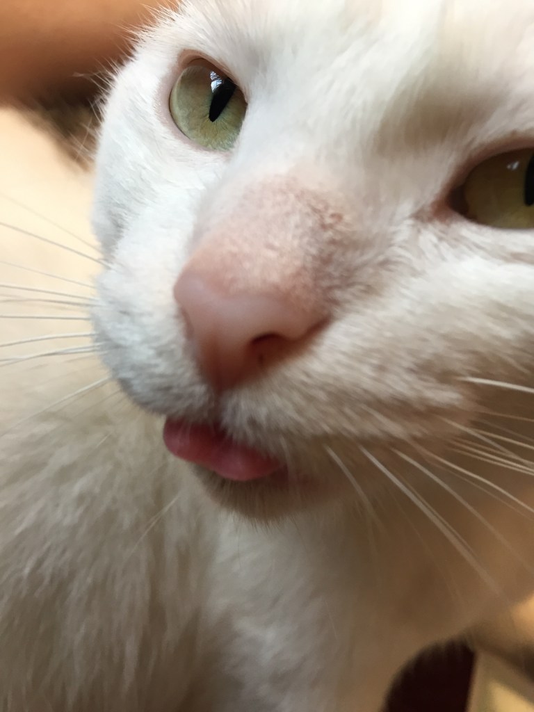 Photograph of Most Beloved, the small, white indoor cat at Gardens at Effingham, with her tongue stuck out