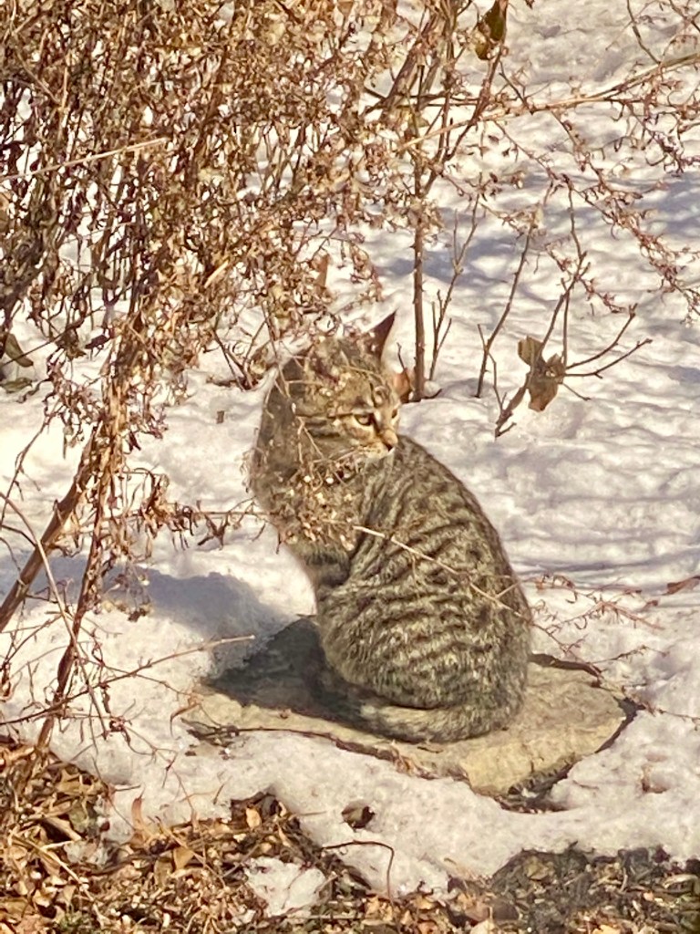photograph of tabby kitten on rock in winter snow